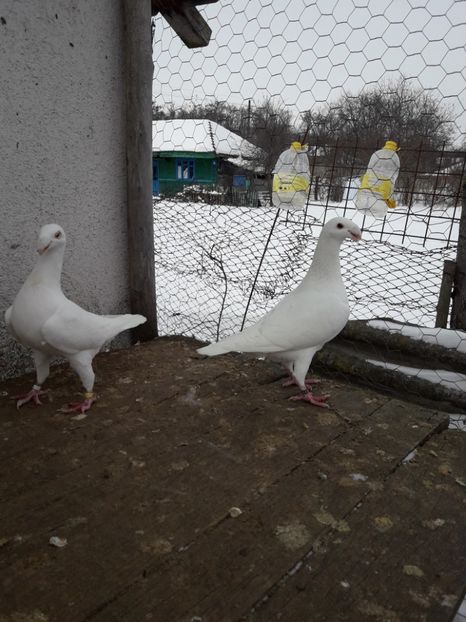  - Porumbei Germani de Frumusete