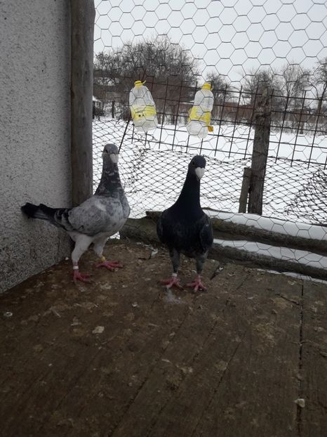  - Porumbei Germani de Frumusete