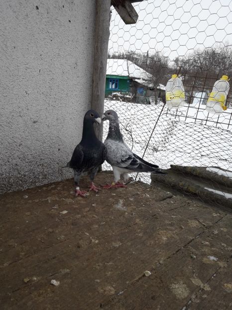  - Porumbei Germani de Frumusete