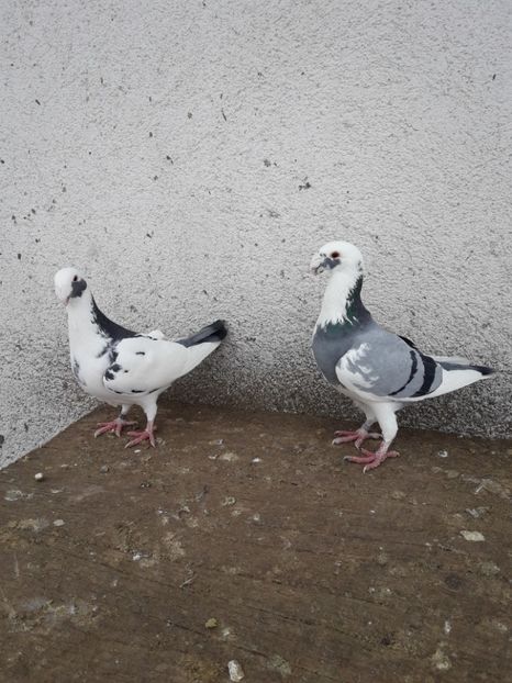  - Porumbei Germani de Frumusete