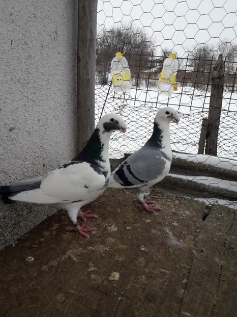  - Porumbei Germani de Frumusete