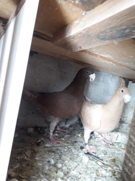  - Porumbei Germani de Frumusete