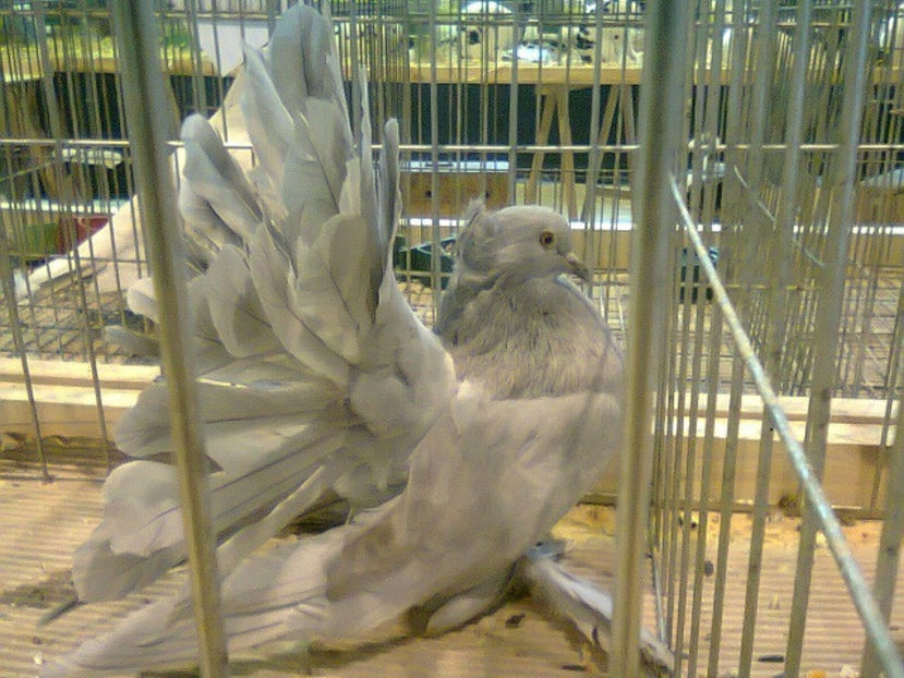 porumbiță voltat indian 2016 - PORUMBEL CARE MI-A FOST FURAT DE LA NAȚIONALA ROMEXPO BUCUREȘTI 2017