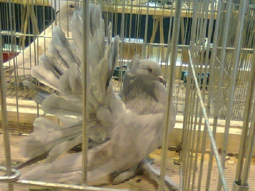 porumbiță voltat indian 2016 - PORUMBEL CARE MI-A FOST FURAT DE LA NAȚIONALA ROMEXPO BUCUREȘTI 2017