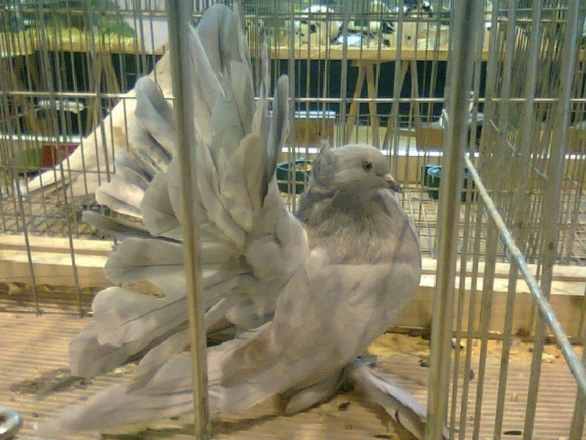 porumbiță voltat indian 2016 - PORUMBEL CARE MI-A FOST FURAT DE LA NAȚIONALA ROMEXPO BUCUREȘTI 2017