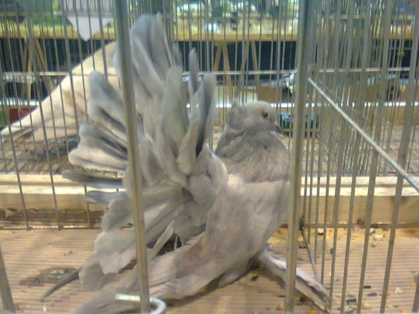 porumbiță voltat indian 2016 - PORUMBEL CARE MI-A FOST FURAT DE LA NAȚIONALA ROMEXPO BUCUREȘTI 2017