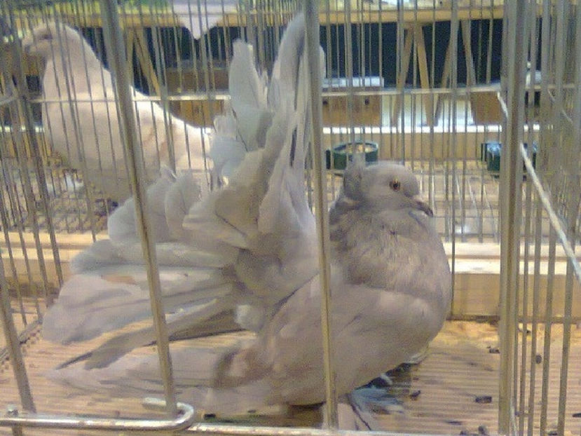 porumbiță voltat indian 2016 - PORUMBEL CARE MI-A FOST FURAT DE LA NAȚIONALA ROMEXPO BUCUREȘTI 2017