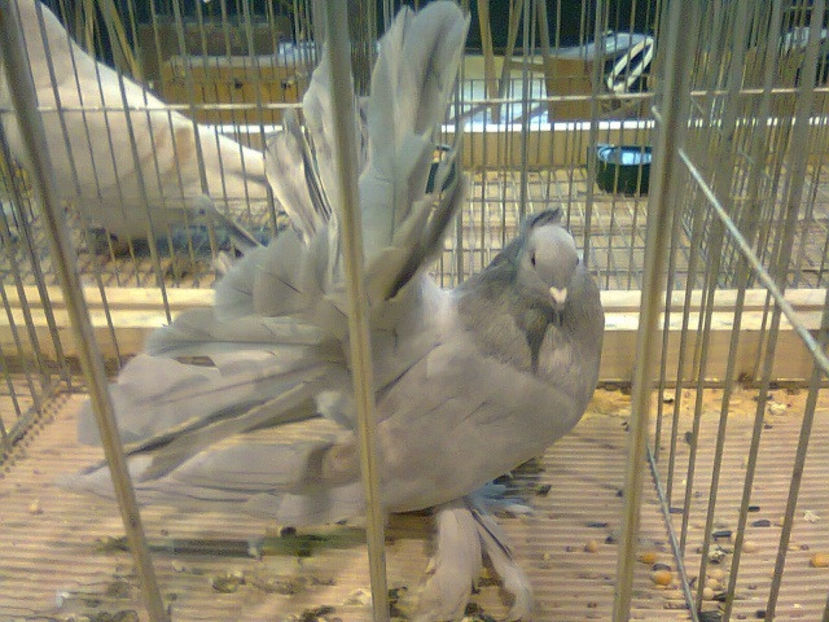 porumbiță voltat indian 2016 - PORUMBEL CARE MI-A FOST FURAT DE LA NAȚIONALA ROMEXPO BUCUREȘTI 2017