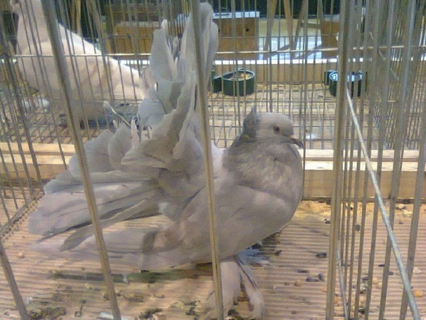 porumbiță voltat indian 2016 - PORUMBEL CARE MI-A FOST FURAT DE LA NAȚIONALA ROMEXPO BUCUREȘTI 2017