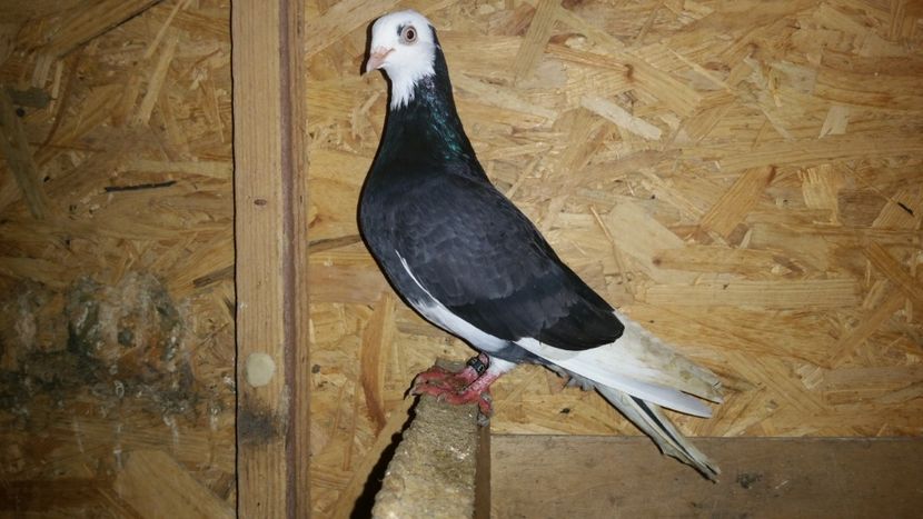  - Pasari facute cadou