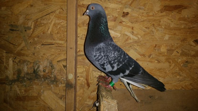  - Pasari facute cadou