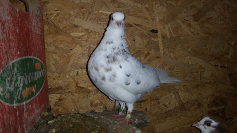  - Pasari facute cadou