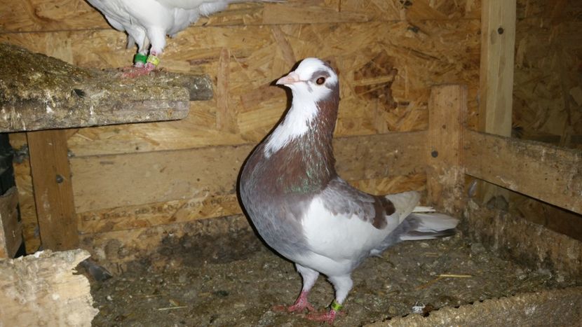  - Pasari facute cadou