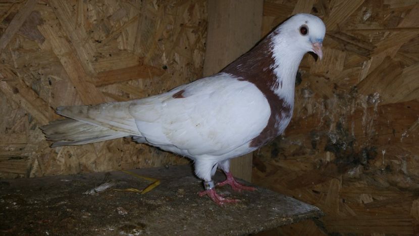  - Rolleri de Birmingham