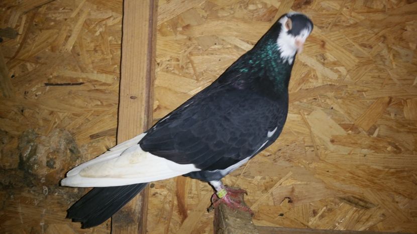  - Arhiva poze cu porumbei