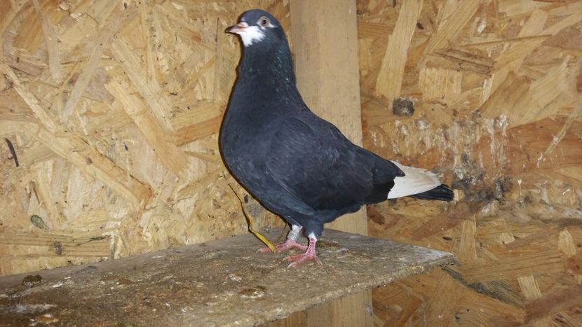  - Pasari facute cadou