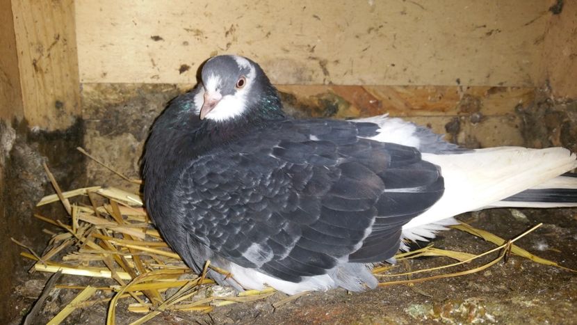  - Rolleri de Birmingham