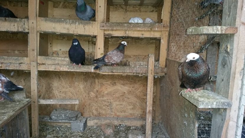  - Zburatori Catalani