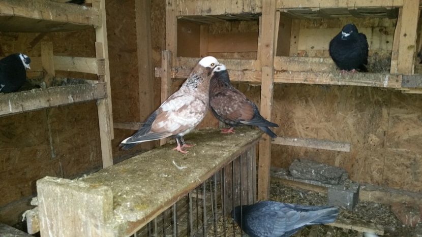  - Zburatori Catalani