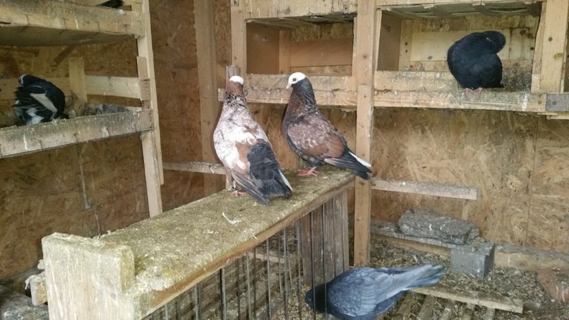  - Zburatori Catalani