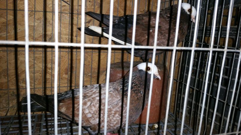  - Zburatori Catalani