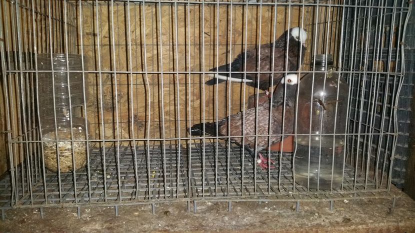  - Zburatori Catalani