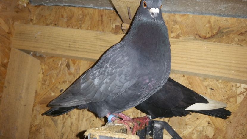  - Arhiva poze cu porumbei