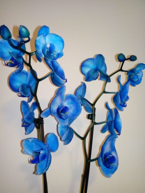 Orhidee albastră - Orhideei