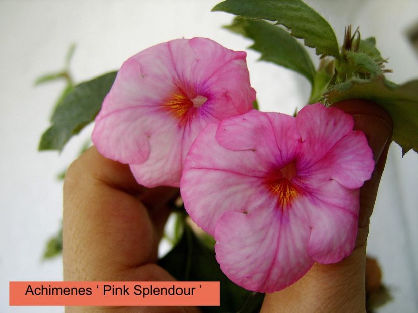 Pink Splendour - 0 - NOUTATI IN COLECTIA MEA 2018