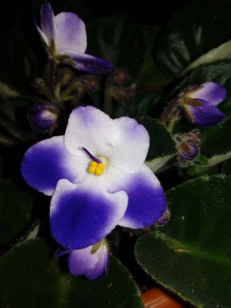 Violeta in doua culori - Flori diverse