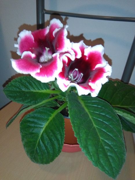 Gloxinie alba cu rosu - Flori diverse