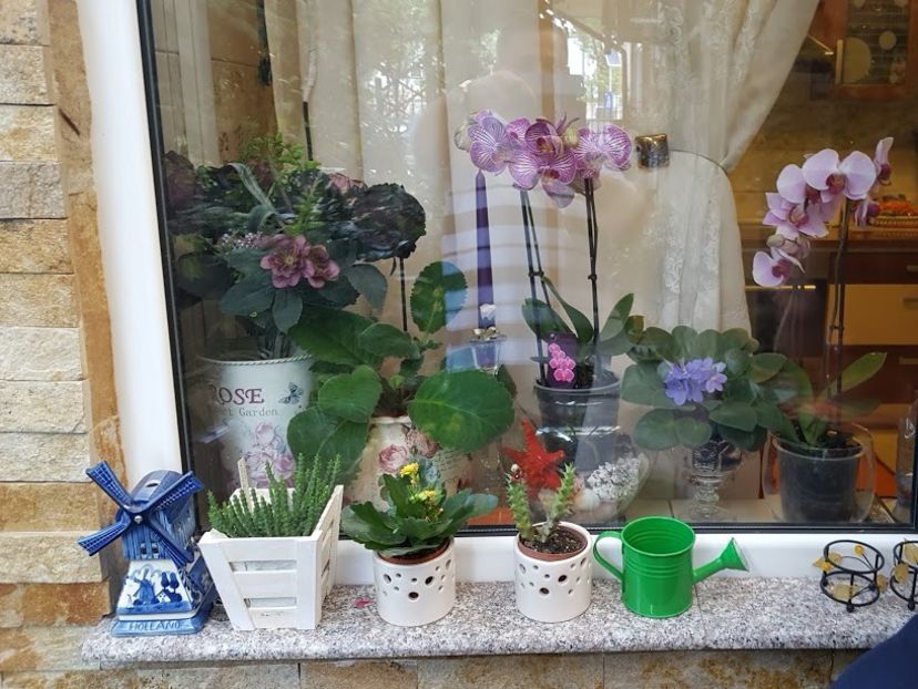  - orhidee in colectie