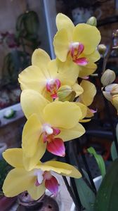  - orhidee in colectie