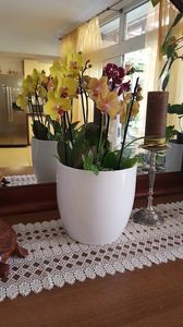  - orhidee in colectie