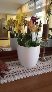  - orhidee in colectie