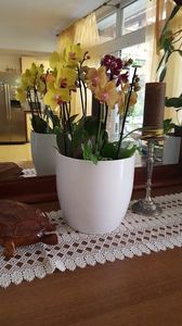  - orhidee in colectie