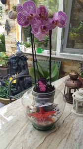  - orhidee in colectie