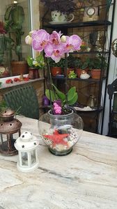  - orhidee in colectie