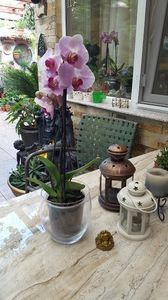  - orhidee in colectie