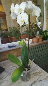  - orhidee in colectie