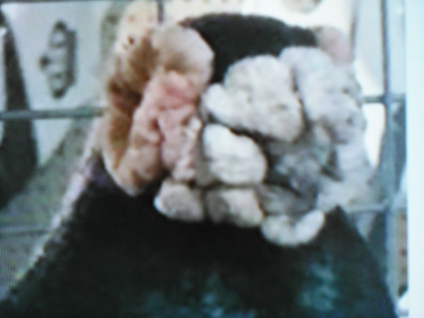  - B E R B E R I  ---    BARBS  PIGEONS