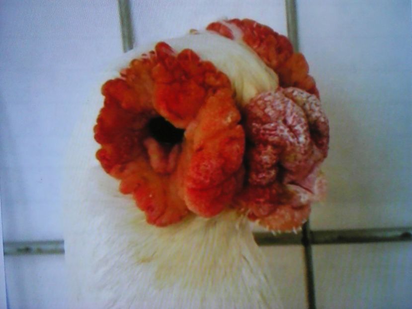  - B E R B E R I  ---    BARBS  PIGEONS