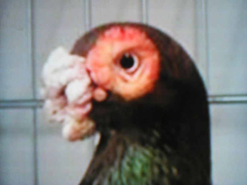  - B E R B E R I  ---    BARBS  PIGEONS