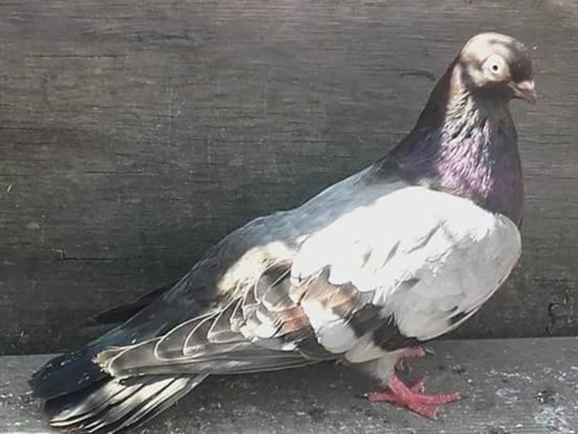 received_1062519760540630 - 9-Dungat Romanesc