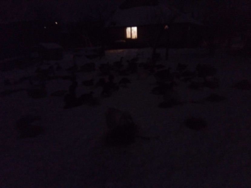 Coafura rezista - B - GASTE - 2017