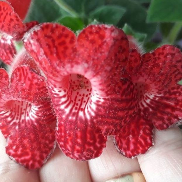 Red Ryder02 - Gesneria