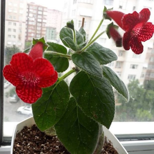 Red Ryder03 - Gesneria