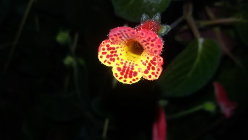 Brazil Gem - Gesneria