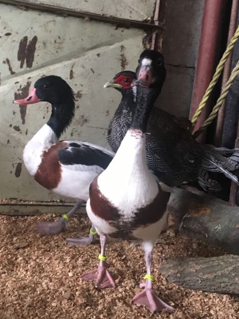  - Rațe Călifar Alb