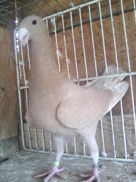 Photo0211 - femele 2018